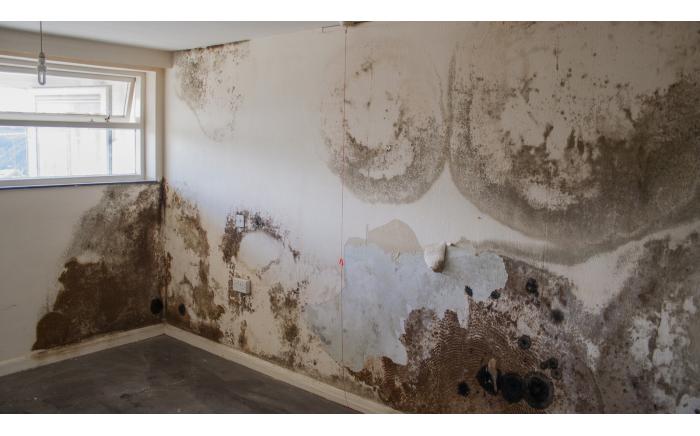 Damp Repair Solution
