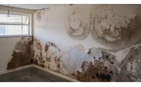 Damp Repair Solution